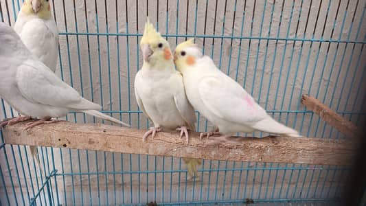 2 Female 1 Male
