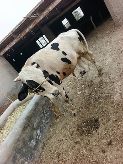Qurbani k janwar