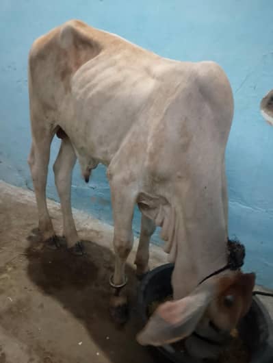 2 dant bachra 130k final hen bilkul