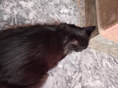 2 healthy pet for sale