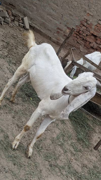 khasi Bakra for Sale 03444500744 Whatsapp