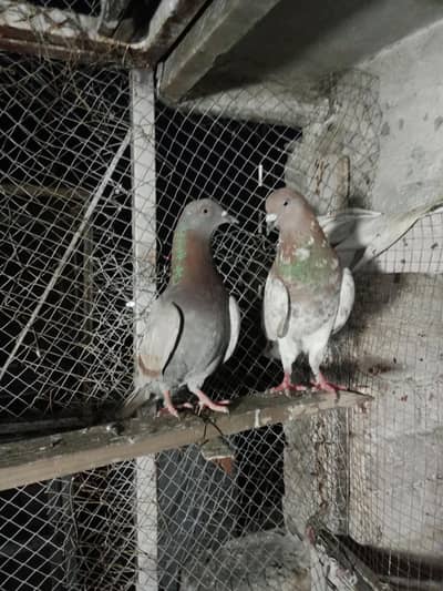 pair indian Lal ban Wala