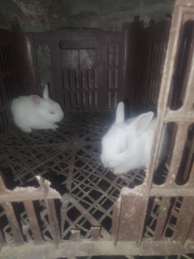The Beautiful New Zealand White Rabbit pair price is only pair 1250