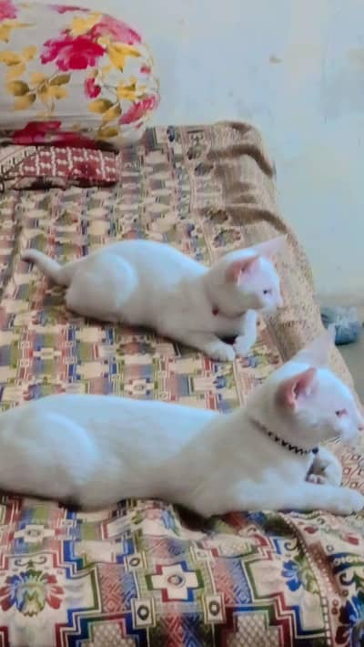 odd eyes persian mix bread