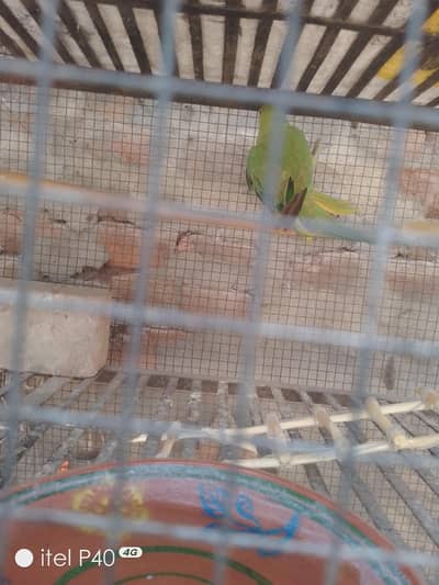 Ringneck Female Parrot For Sale | Breeder Female
