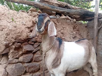 sell for qurbani قربانی کےلیے جانور