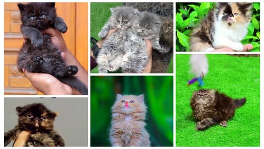 Persian cat | Persian kitten | Billi | Baby Kittens | Cat | پرشین بلی