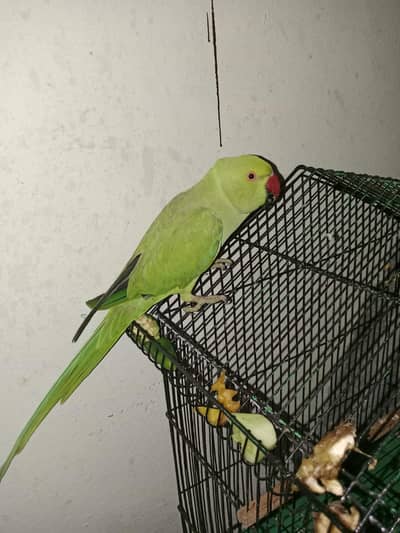male for sale
