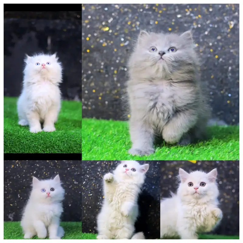 Fluffy cat | Male Persian kitten | Persian cat Lahore | Persian kitten