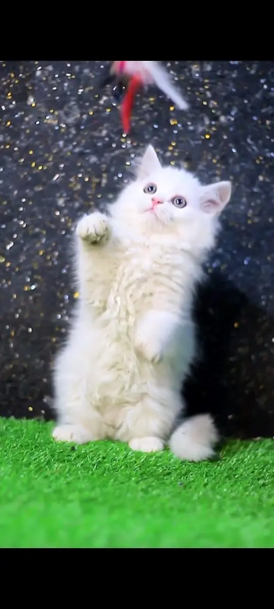 Fluffy cat | Male Persian kitten | Persian cat Lahore | Persian kitten — photo 5