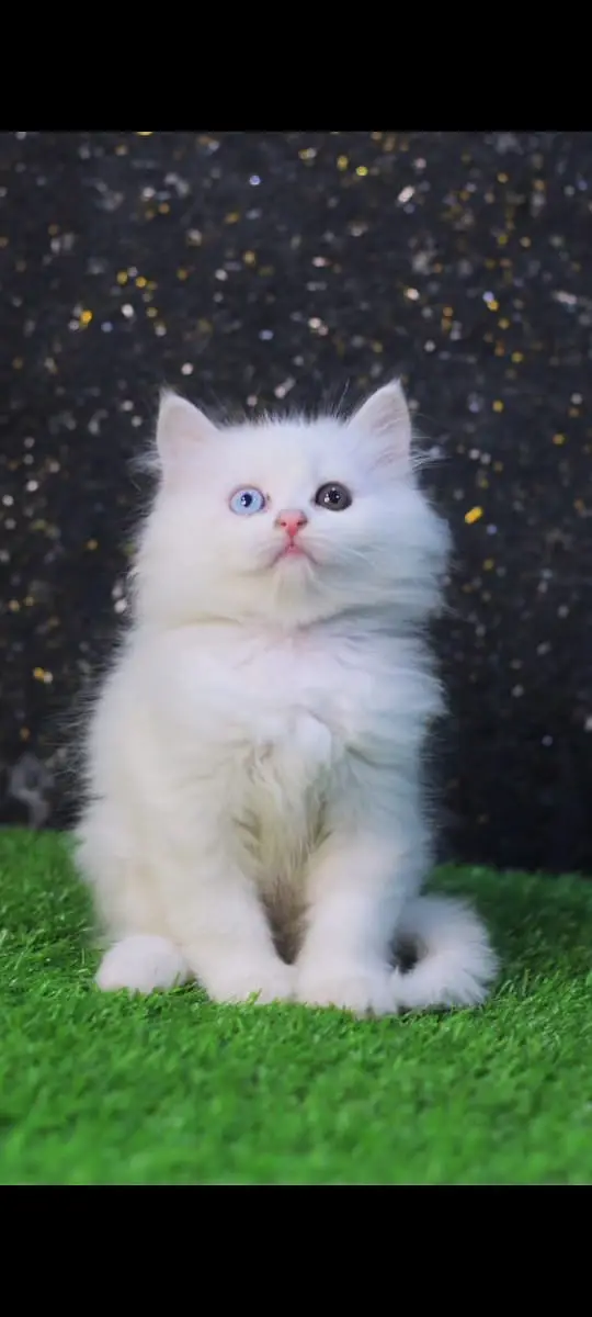 Fluffy cat | Male Persian kitten | Persian cat Lahore | Persian kitten — photo 6