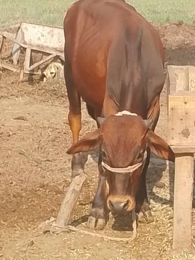 calf available for sale