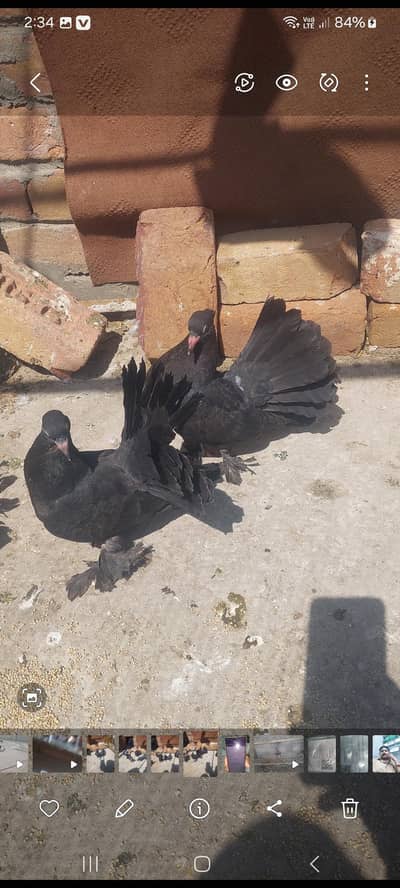 lacky Baby pair