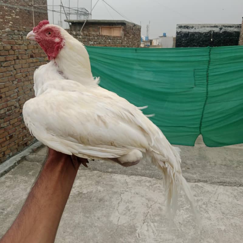 white Aseel patha 0