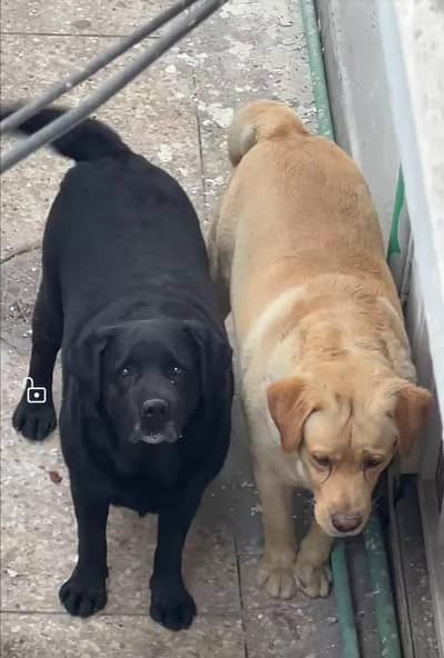 dogs for sale