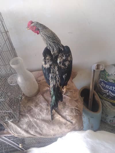 patha for sale
