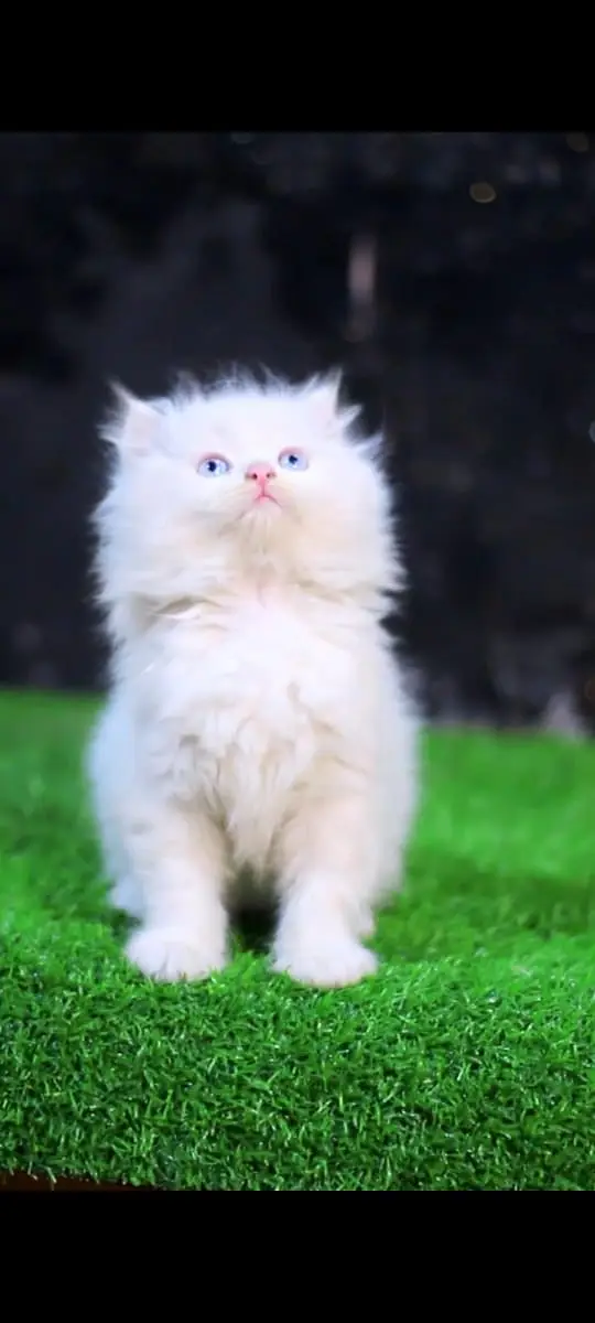 Cats | Kittens | Billi | Tripple coat kittens | Tripple coat cat | cat — photo 8