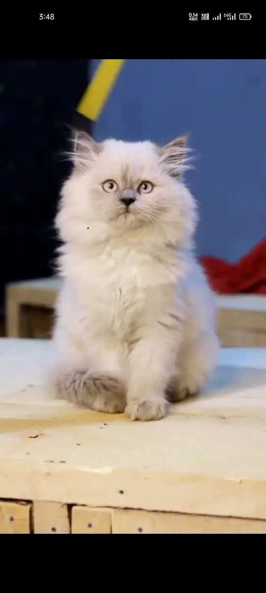 Cats | Kittens | Billi | Tripple coat kittens | Tripple coat cat | cat — photo 11