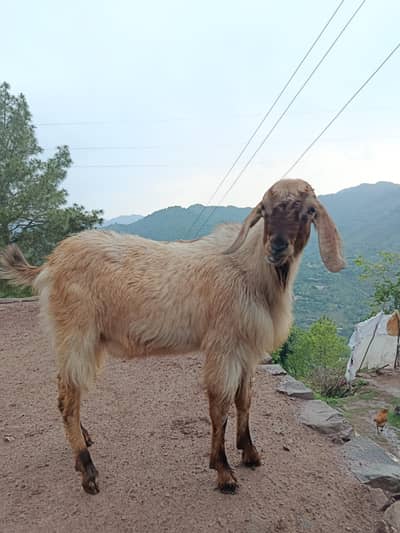 Bakra For sale for Qurbani
