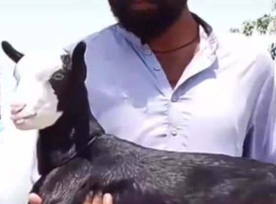 taddy Bakra 0