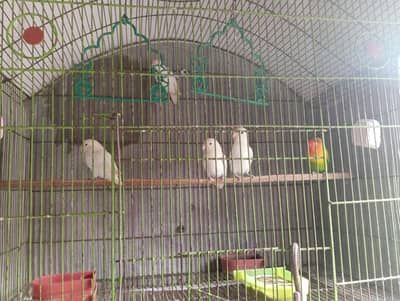 love birds red eye albino