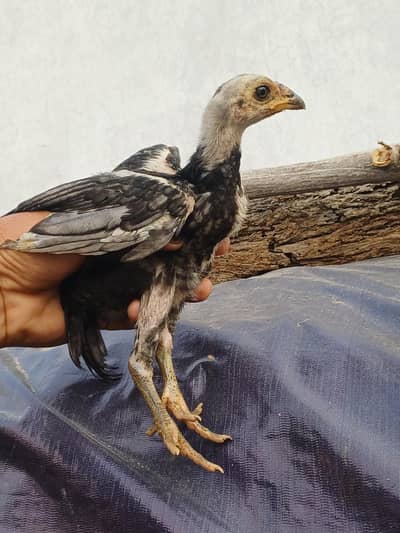 hera lasani slaty cheny