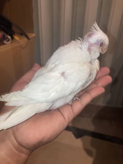 Cocatail baby red eyes