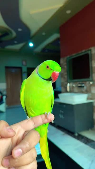 cute talking parrot available hand tamed