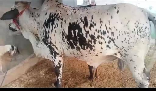 bulls for sale for qurbani