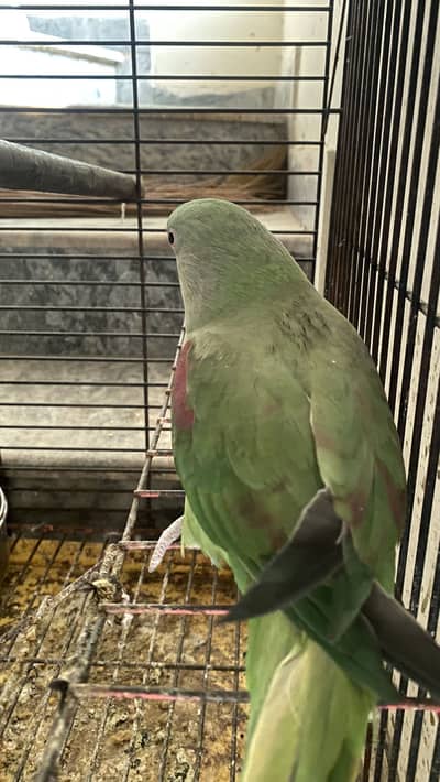 Parrots