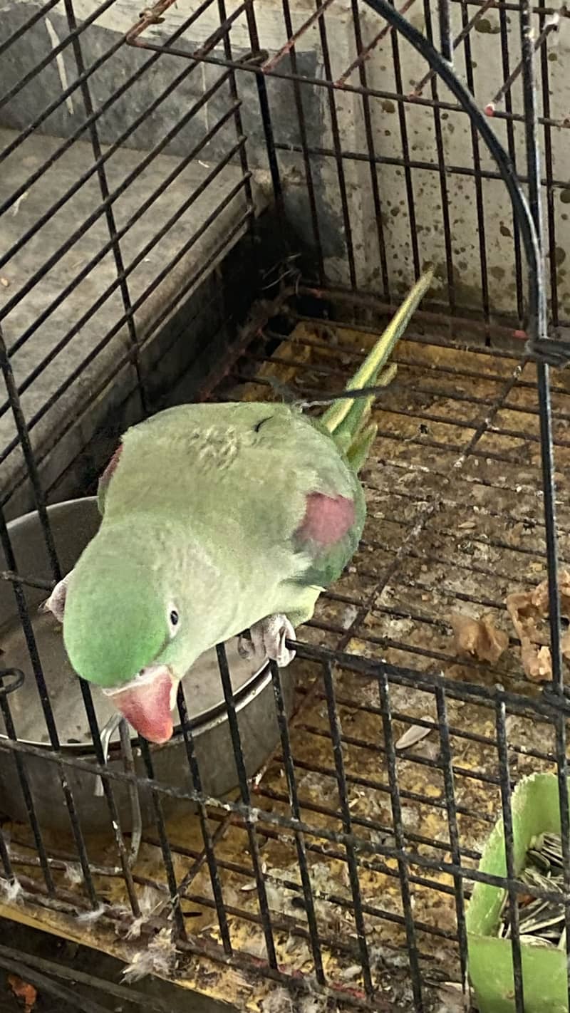 Parrots 1