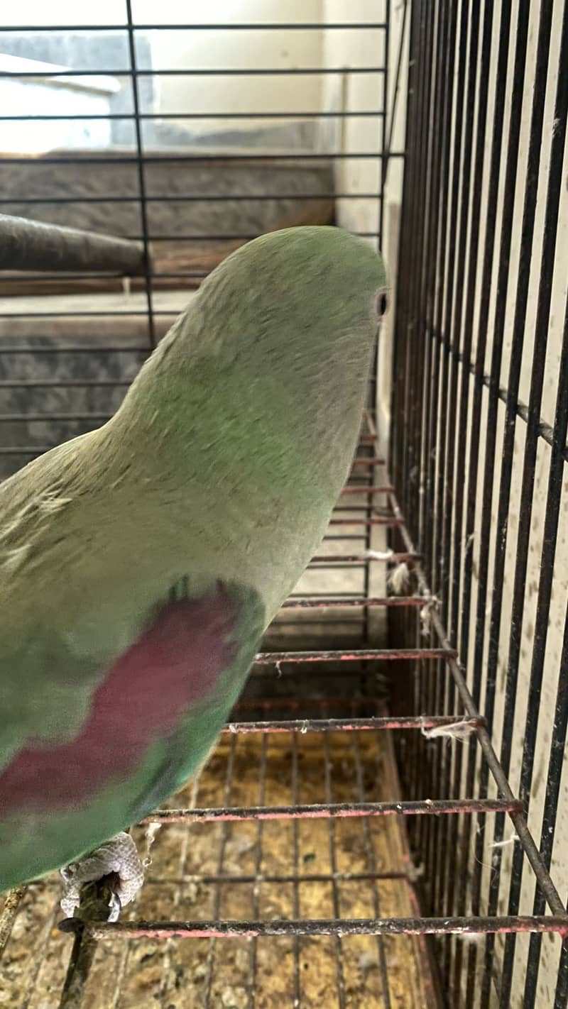 Parrots 2