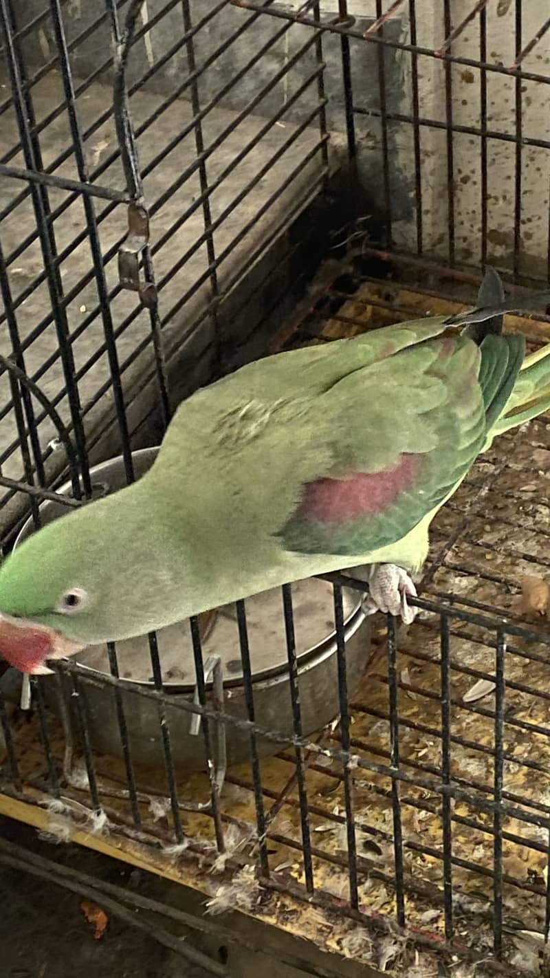Parrots 3