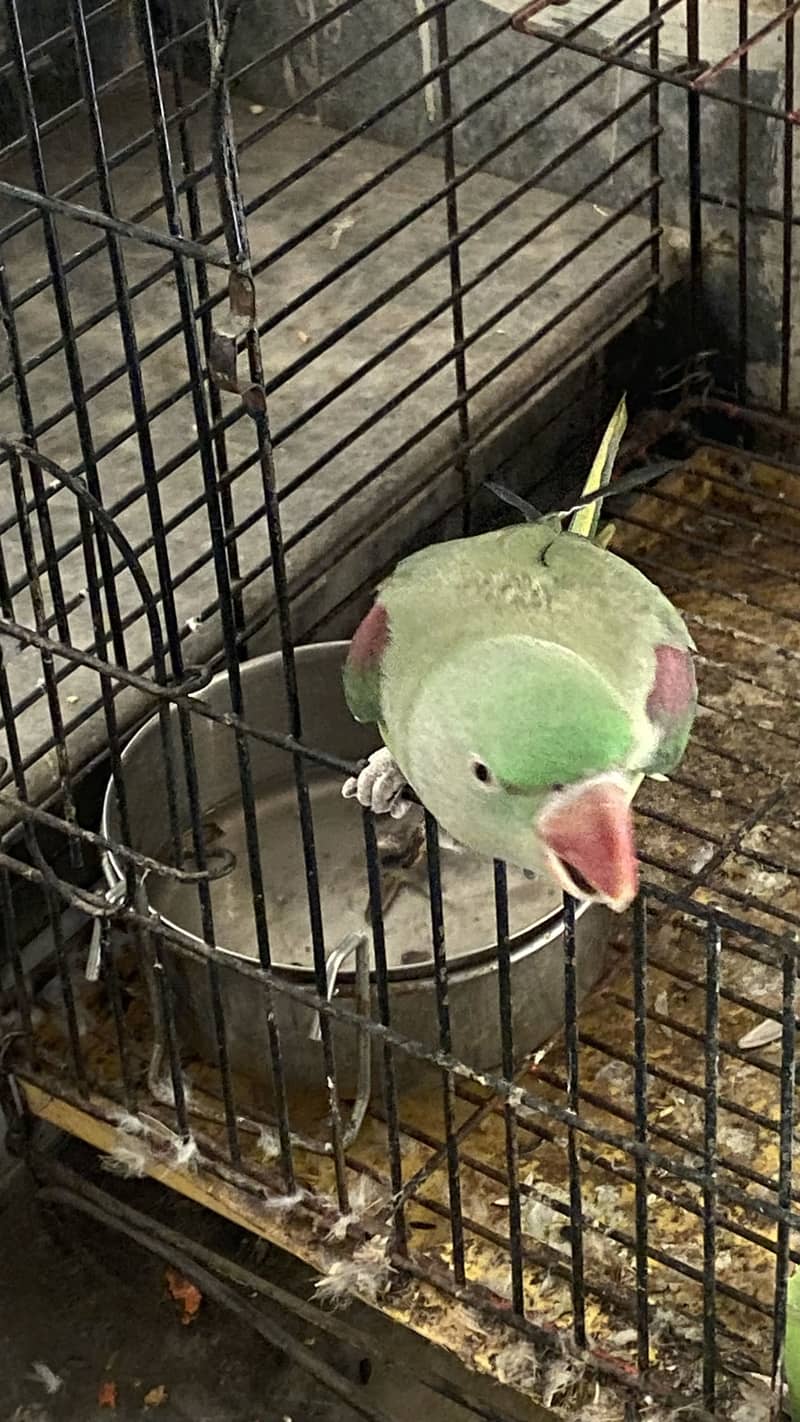 Parrots 4