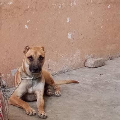 paki bully dog
