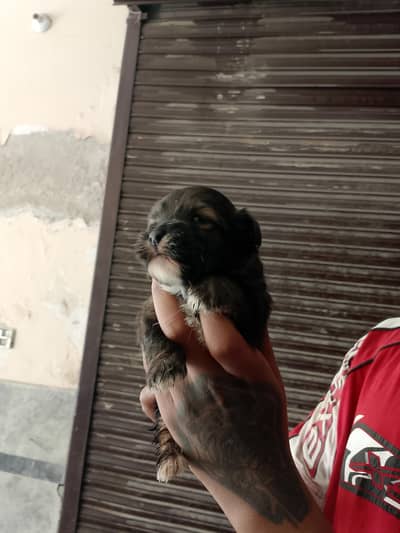 shituzu puppies