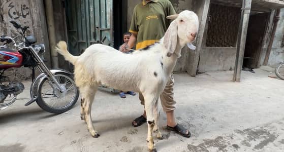Bakra for sale