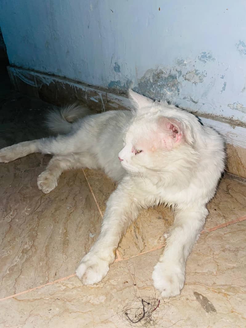 Russian Cat 1