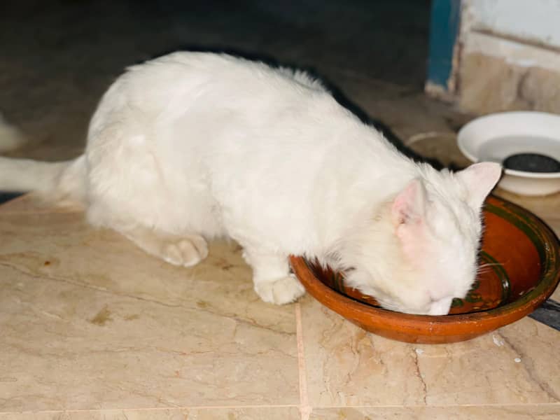 Russian Cat 2