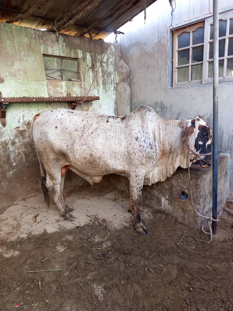 دو دانت بچھڑا خوبصورت بچھڑا ہے 0