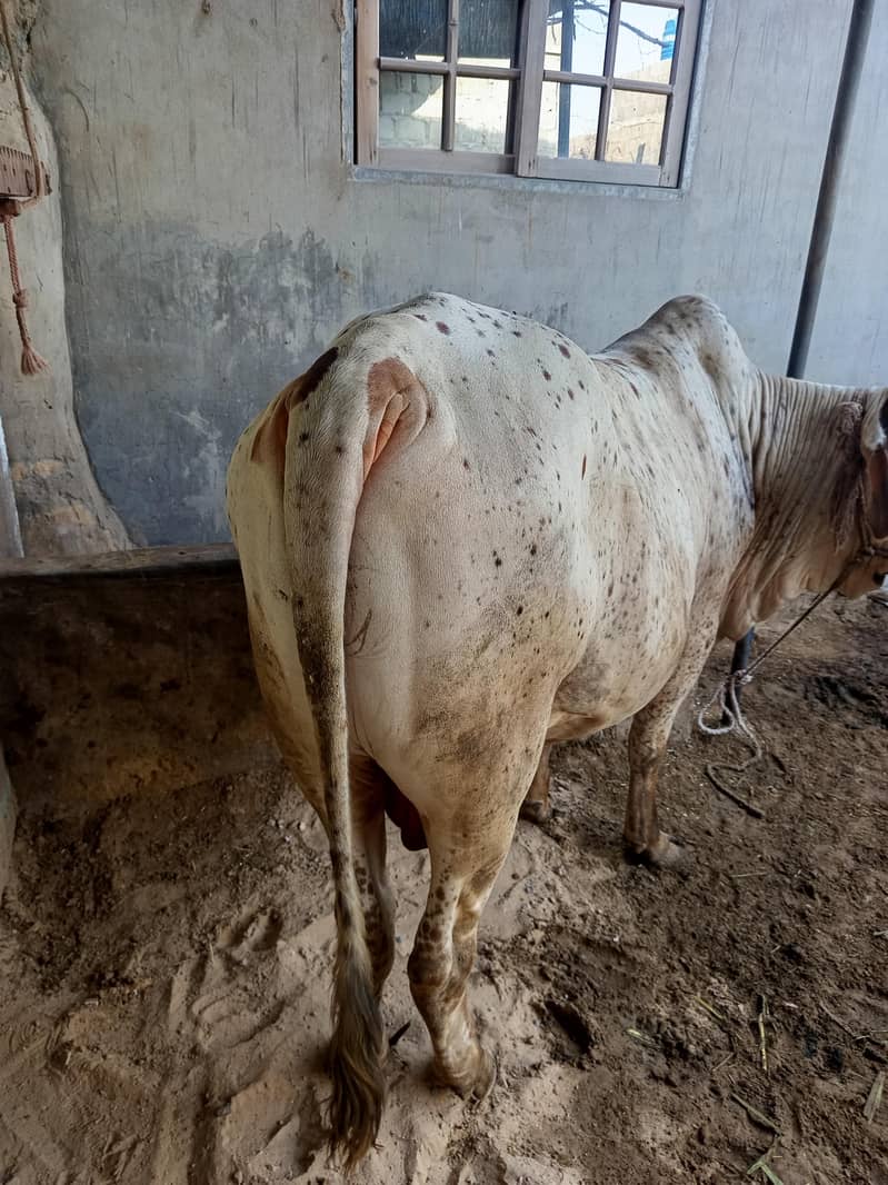 دو دانت بچھڑا خوبصورت بچھڑا ہے 2