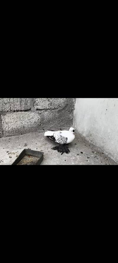 Silver Cherry swallow female.