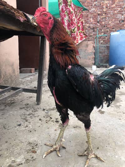 thi male or shamo female thi price 14 k or shamo female 12k