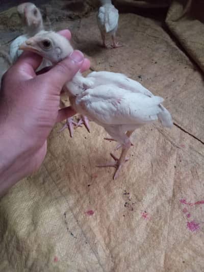Heera aseel chicks for sale