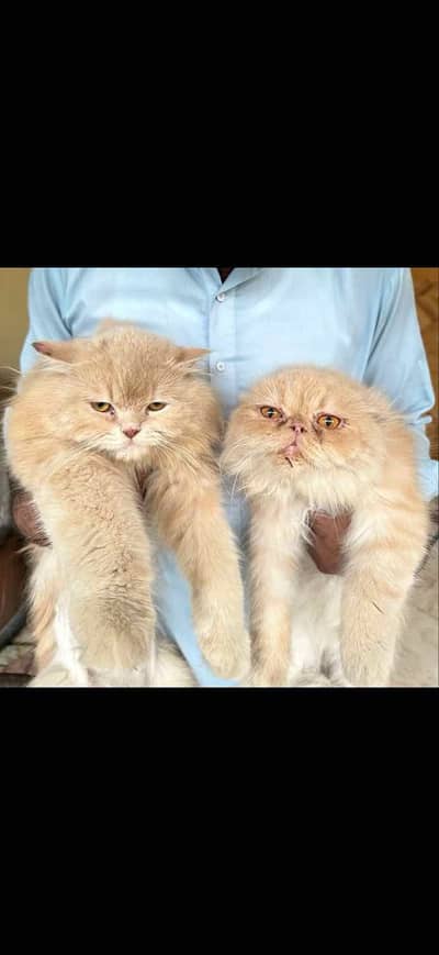Persian Male Cat and near to Piki Female Cat