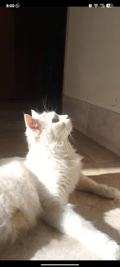 female cat