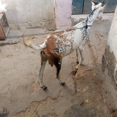 do dant khassi bakra for sale contact number in discr