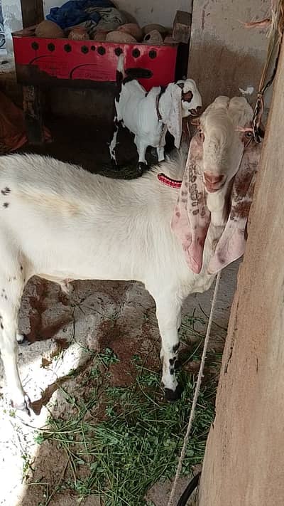 Gulabi bakra