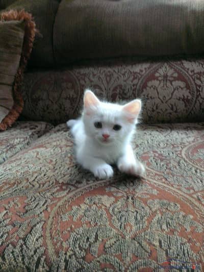 single coated Persian kitten