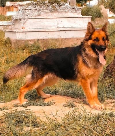 German Shepherd female | Long Coat dog |Security  Dog For Sale